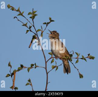 La parula dei Savis canta Foto Stock