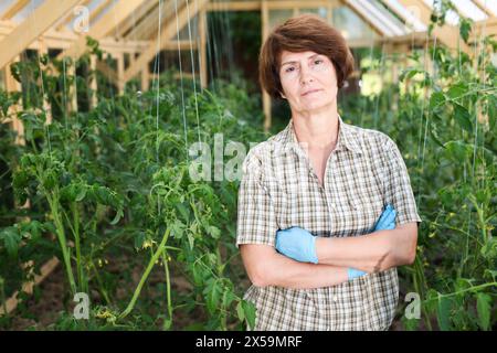 Donna anziana erbaccia i letti di pomodoro in una serra Foto Stock