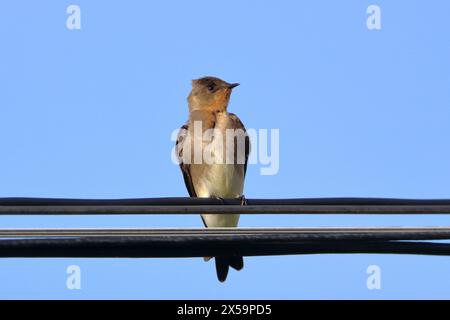 Stelgidopteryx ruficollis (Stelgidopteryx ruficollis), isolato, arroccato su un cielo blu Foto Stock