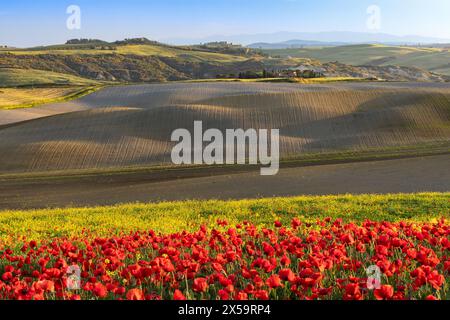 Poppy Field in Val D'Orcia, Toscana, Italia Foto Stock