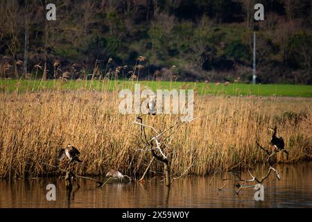 Tre cormorani (Phalacrocorax carbo) arroccati su rami secchi nel fiume. Cormorani davanti allo sfondo naturale. Idea di uccelli acquatici. Foto Stock