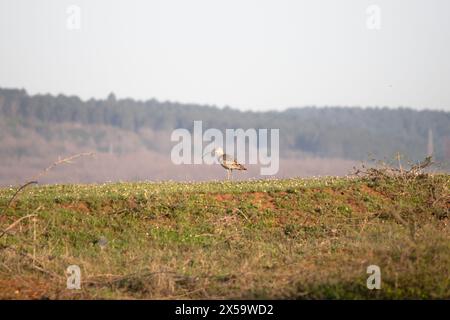 Curlew eurasiatica (numenius arquata). Solo il curlew eurasiatico cerca cibo nell'erba verde. Migrazione primaverile, gli uccelli migrano verso paesi caldi. Animale Foto Stock