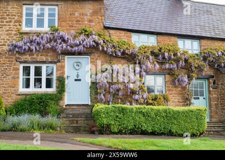 Wisteria floribunda. Glicine giapponese all'esterno di un cottage in pietra la mattina presto. Wroxton, Oxfordshire, Inghilterra Foto Stock