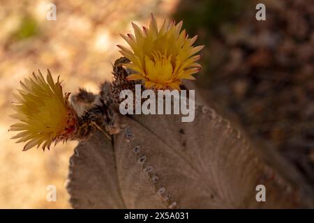 Ritratto ravvicinato naturale del raro Astrophytum myriostigma in pericolo, cactus del cappello vescovile, sotto il delicato sole dell'Arizona. Allettante, sorprendente, Foto Stock