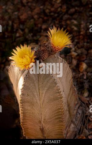 Ritratto ravvicinato naturale del raro Astrophytum myriostigma in pericolo, cactus del cappello vescovile, sotto il delicato sole dell'Arizona. Allettante, sorprendente, Foto Stock