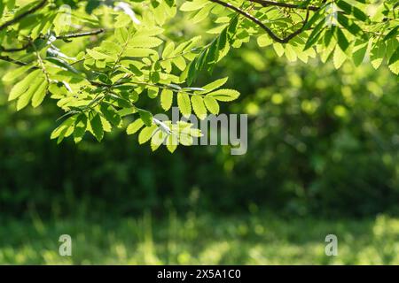 fogliame verde dell'albero di rowan alla luce del sole Foto Stock