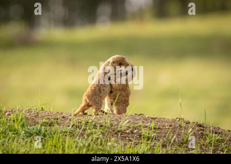 Due cani della prateria dalla coda nera che si baciano Foto Stock