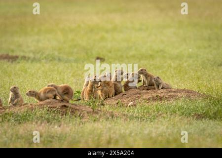 Famiglia di cani Black Tailed Prairie nei dintorni di Den Foto Stock