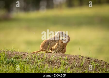 Due cani della prateria dalla coda nera che si baciano Foto Stock