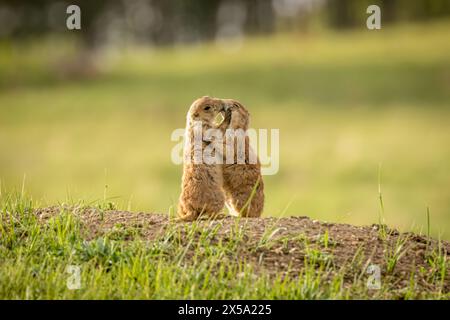 Due cani della prateria dalla coda nera che si baciano Foto Stock