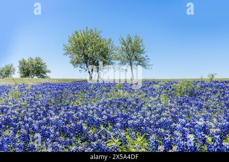 Prato pieno di meravigliosi Bonnet blu nella regione collinare del Texas Foto Stock