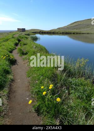 Un sentiero ornato da fiori selvatici gialli vicino al lago Systravatn, nel sud dell'Islanda Foto Stock