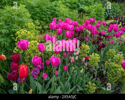 Tulipa Barcellona circondata da verde fresco fogliame di Monkshood e dall'euforbia verde acido a Chenies alla fine di aprile. Foto Stock