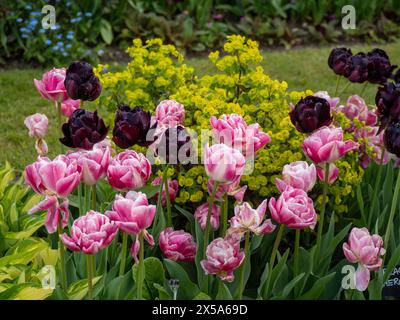 Sorprendente contrasto tra il tulipano Vogue rosa e l'eroe nero doppio tulipano scuro con l'euforbia verde brillante alle spalle del giardino Chenies Manor ad aprile. Foto Stock