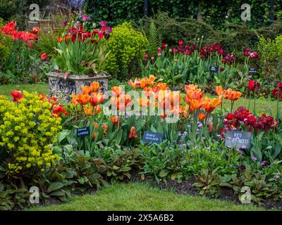 Angolo del giardino sommerso Chenies. Tulipani Orange Emperor, Annie Schilder Tulip, Red Princess Tulip con vibranti piante verdi dell'euforbia in primavera. Foto Stock