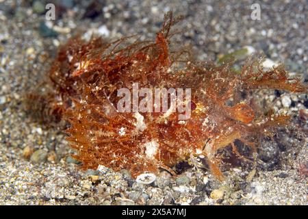 Un peloso mimetizzato Pteroidichthys amboinensis si trova in attesa su un fondale sabbioso, che si fonde con i suoi dintorni per catturare le prede Foto Stock