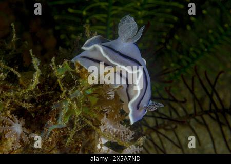 Un esotico nudibranco chromodoris willani scivola sul corallo in un fondale sottomarino scuro, mostrando il suo impressionante corpo bianco con strisce nere e blu Foto Stock