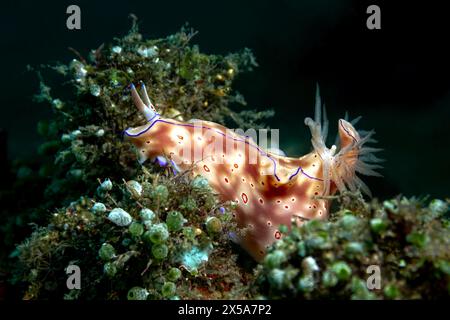 Un vivace Ceratosoma trilobatum scivola su una barriera corallina testurizzata, mostrando i suoi sorprendenti motivi e le delicate branchie in una scena subacquea scura Foto Stock