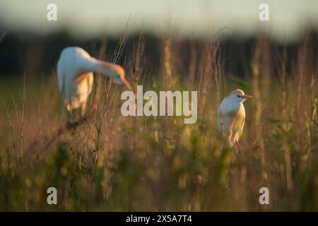 Due Egret di bestiame si crogiolano nel caldo bagliore dell'ora d'oro, in mezzo a un habitat erboso naturale, creando una scena tranquilla Foto Stock