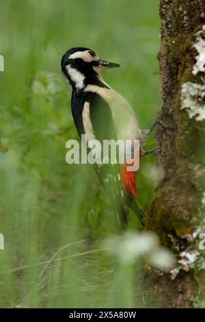 Un sorprendente picchio maculato con audaci marcature in bianco e nero e vivace sottocoda rossa si impegna nel suo comportamento naturale, picchiando contro un albero Foto Stock