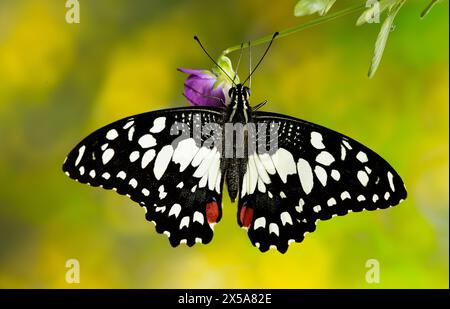 Lo splendido Papilio Demoleus, conosciuto anche come la farfalla del limone, si trova su un delicato fiore viola, con un vivace sfondo giallo sfocato Foto Stock