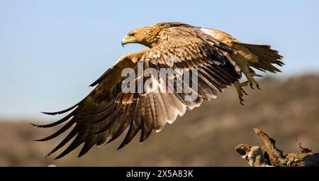 Una potente aquila dorata catturata nel momento in cui atterra su un ramo storto, con ali sparse e taloni allungati Foto Stock