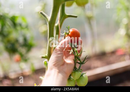 Primo piano di una mano che raccoglie con cura un pomodoro biologico rosso maturo tra quelli verdi non maturi in una serra illuminata dal sole Foto Stock
