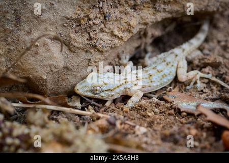 Un geco di Tarentola mauritanica, noto anche come geco moresco della parete, è mimetizzato contro il suolo e le rocce nel suo habitat naturale. Foto Stock