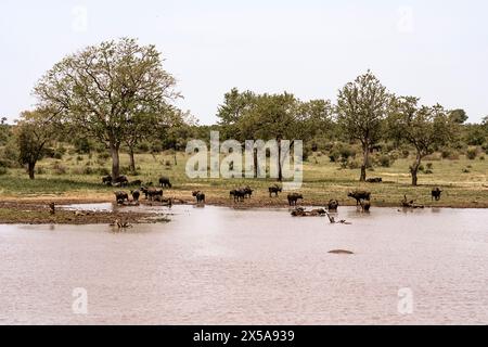 Una tranquilla scena di bufali africani che pascolano e riposano intorno a una sorgente in una savana sotto un cielo nuvoloso, incapsulando l'essenza selvaggia dell'Africa. Foto Stock