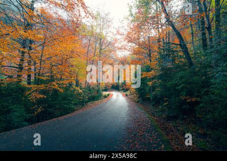 Una tranquilla strada si snoda attraverso la vibrante foresta dalle tonalità autunnali di Selva de Oza, annidata nei Pirenei di Aragón, mostrando la tavolozza della natura nel V Foto Stock