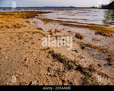 Costa del lago d'acqua dolce, erosione, cambiamenti ambientali Foto Stock