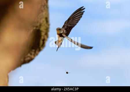 Sand martin-Riparia riparia vola vicino al nido. Regno Unito Foto Stock