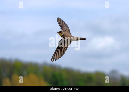 Sabbia martin-Riparia riparia in volo con materiale nido. Foto Stock