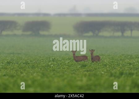 Un paio di cervi europei (Bucks) - Capreolus capreolus. Foto Stock