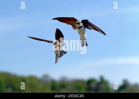 Coppia di martins-Riparia riparia di sabbia in volo con materiale nido. Foto Stock