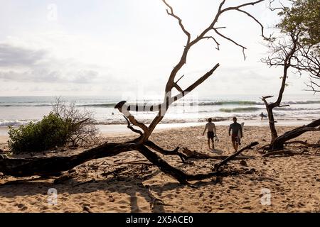 I turisti surfisti con tavole da surf in mano camminano verso una spiaggia sabbiosa di Santa Teresa, Playa Santa Teresa sulla penisola di Nicoya in Costa rica Foto Stock
