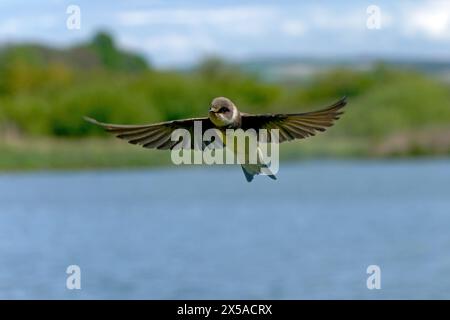 Sabbia martin-Riparia riparia in volo. Foto Stock