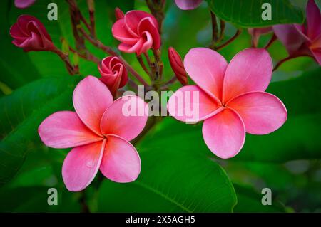 Due Frangipani rosa con gocce d'acqua, boccioli di fiori e giardini botanici di Bermuda con foglie verdi Foto Stock