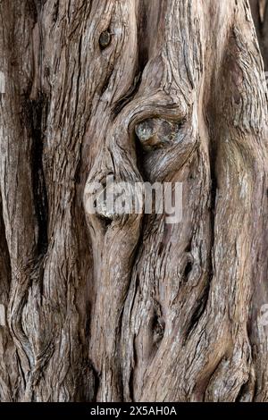 Dettaglio ravvicinato della superficie di corteccia testurizzata di un albero di Monterey Cypress nel nord della California. Foto Stock