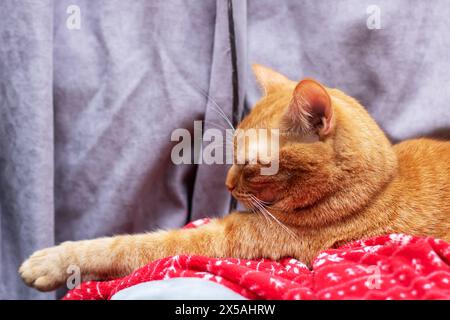 Un carnivoro Felidae di piccole e medie dimensioni con pelliccia d'arancia riposa comodamente su una coperta rossa. Primo piano che rivela i baffi, il muso fawn Foto Stock