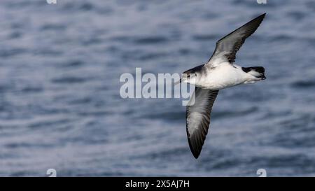 Primo piano di Manx Shearwater (Puffinus puffinus) in volo con retroilluminazione fotografata sotto le ali, fotografata a Yerseke, nei Paesi Bassi Foto Stock