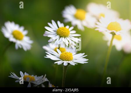 Fiori di margherite selvatiche alla luce del tramonto (Leucanthemum vulgare) Foto Stock