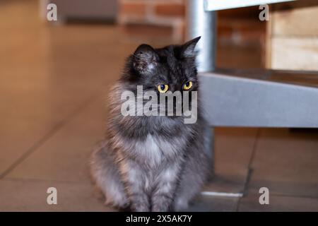 Un gatto di piccole e medie dimensioni della famiglia Felidae, con un cappotto di pelliccia nera e occhi gialli, è arroccato su un pavimento piastrellato che mostra i suoi baffi, muso, Foto Stock