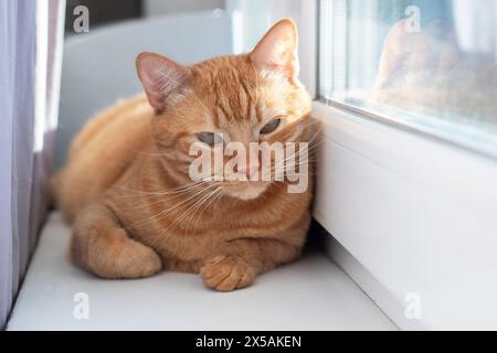 Un Felidae di piccole e medie dimensioni, il gatto arancione con pelliccia fawn si stende su un davanzale della finestra, guardando fuori dalla finestra con i suoi baffi che si contraggono in tutta comodità Foto Stock