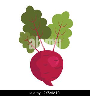 Barbabietola matura su sfondo bianco Illustrazione Vettoriale