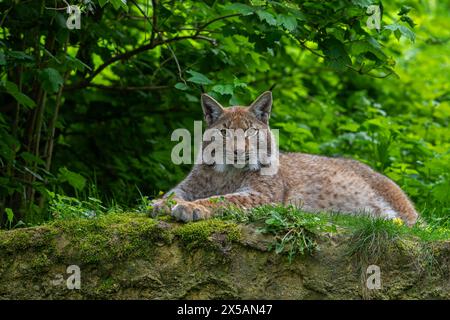Lince eurasiatica (lince Lynx) che poggia sulla riva del fiume/sponda del fiume nella foresta Foto Stock
