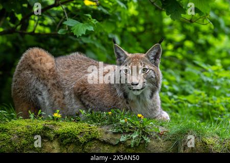 Lince eurasiatica (lince di Lynx) che riposa in un boschetto di foresta Foto Stock