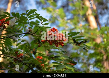 Ammassi di bacche mature di rowan su un ramo con foglie verdi nella foresta Foto Stock