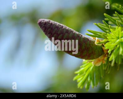 Primo piano di un cono di abete chiuso giovane su un ramo con aghi su sfondo sfocato Foto Stock