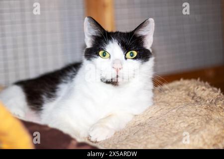 Un gatto domestico dalla pelo corto, un membro della famiglia Felidae e un animale terrestre carnivoro, con pelliccia bianca e nera e occhi gialli, è pacificamente l Foto Stock